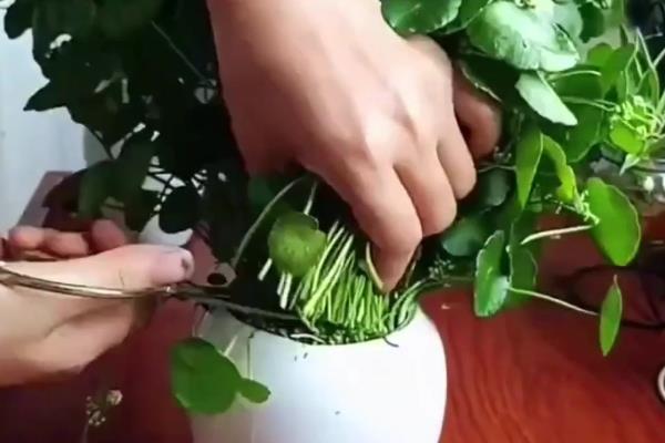 铜钱草有没有毒，属于无毒植物可在室内养殖