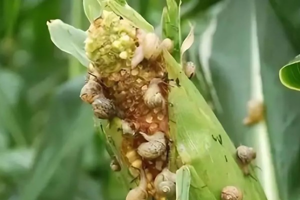 蜗牛对玉米的危害，以叶片和玉米穗为食