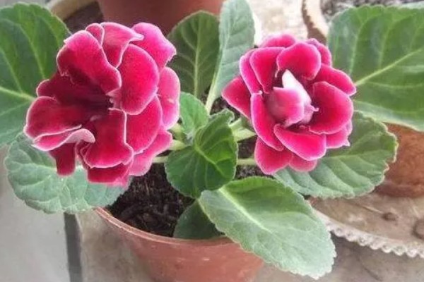 大岩桐花谢后如何修剪，凋谢的花苞及时修剪