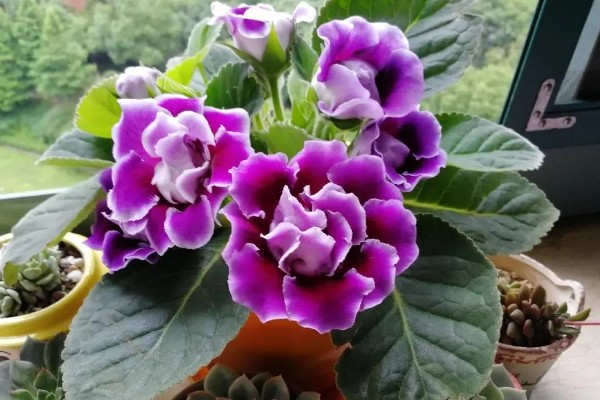 大岩桐花谢后如何修剪，凋谢的花苞及时修剪