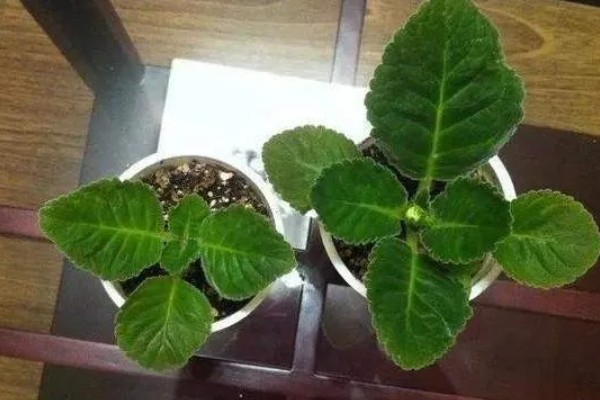 大岩桐花谢后如何修剪，凋谢的花苞及时修剪