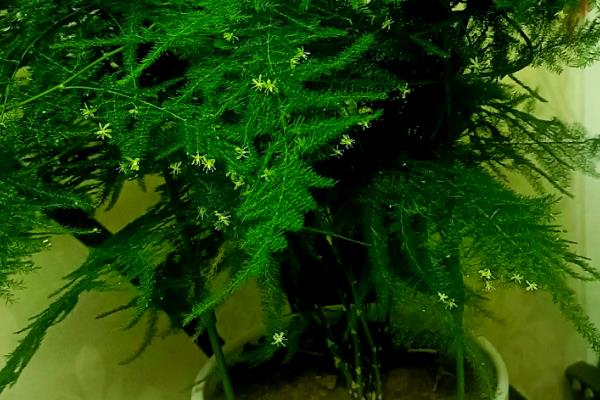 文竹开花的味道有没有毒，文竹开花的味道无毒