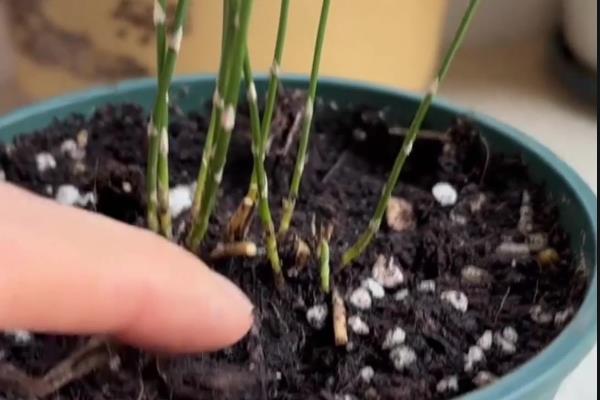 文竹开花的味道有没有毒，文竹开花的味道无毒