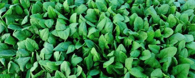 青菜的种类，常见的有菜心、青梗菜等