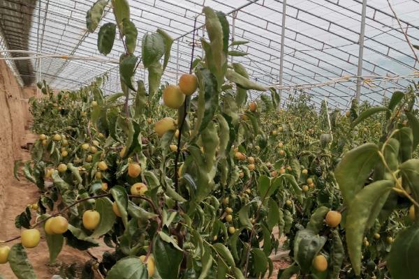 怎么储存冬枣，放在阴凉处保存即可