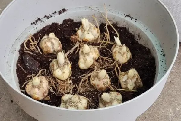 什么时候种植百合的种球，早春栽培发芽率最高