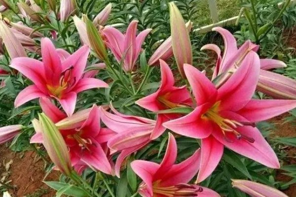 什么时候种植百合的种球，早春栽培发芽率最高