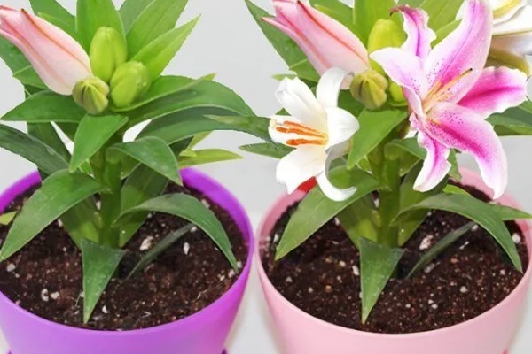 什么时候种植百合的种球，早春栽培发芽率最高
