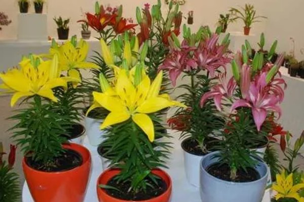 什么时候种植百合的种球，早春栽培发芽率最高