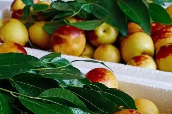 怎么储存冬枣，放在阴凉处保存即可