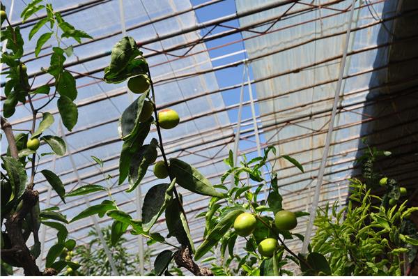 怎么储存冬枣，放在阴凉处保存即可