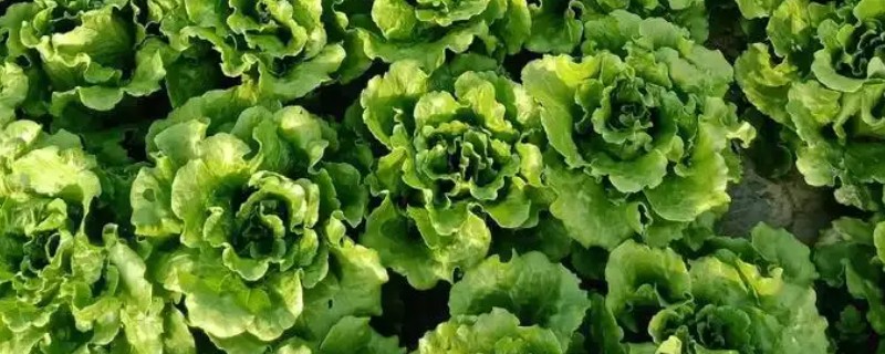 生菜苗期多久可以移栽，大概一个月可以移栽