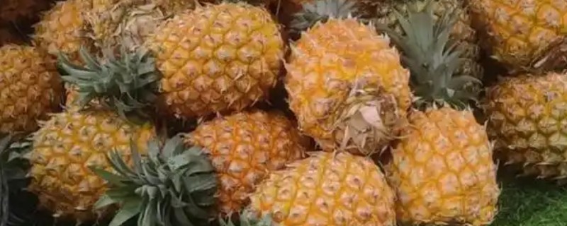 怎么看菠萝熟没熟，可以从表皮颜色、软硬度来分辨