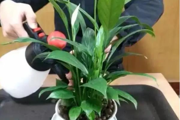 夏季养殖白掌的方法，放在半阴处养护可避免叶片被晒伤