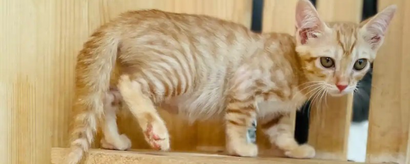 怎么清理猫咪耳朵，建议使用宠物专用的洗耳液