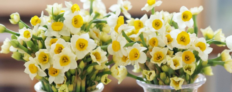 水仙花的颜色，叶片青绿色、花朵黄白色