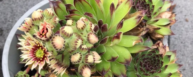 观音莲会开花吗，3个品种都是会开花的