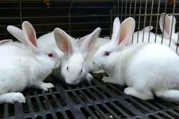 白兔的眼睛为什么是红色的，主要是由于白兔缺乏色素