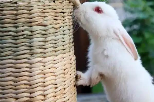 白兔的眼睛为什么是红色的，主要是由于白兔缺乏色素