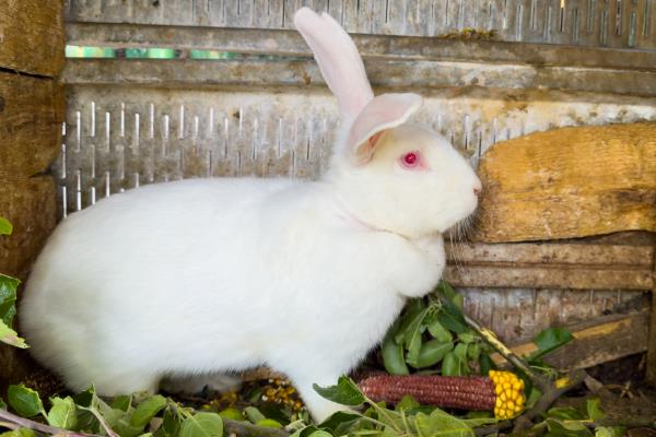 白兔的眼睛为什么是红色的，主要是由于白兔缺乏色素