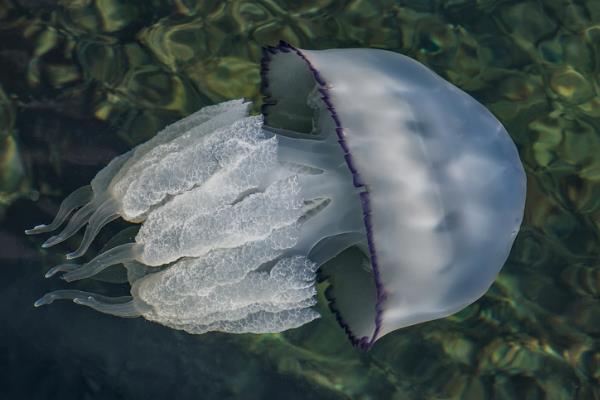 海蜇是不是水母，属于水母里面的一个品种