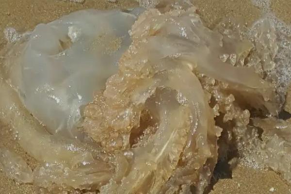 海蜇是不是水母，属于水母里面的一个品种