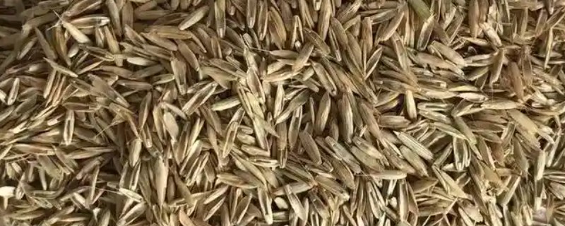 马尼拉草籽怎样播种，可以在春季4-6月份进行播种