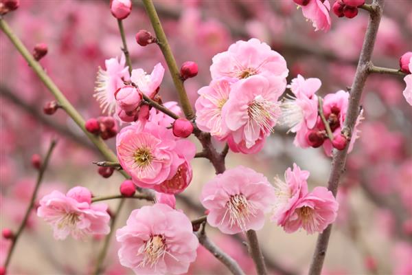 梅花怕不怕冻，梅花不怕冻