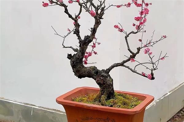 梅花怕不怕冻，梅花不怕冻