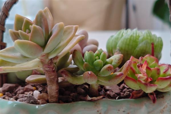 多肉植物的养护方式，提供充足的光照可增加观赏性