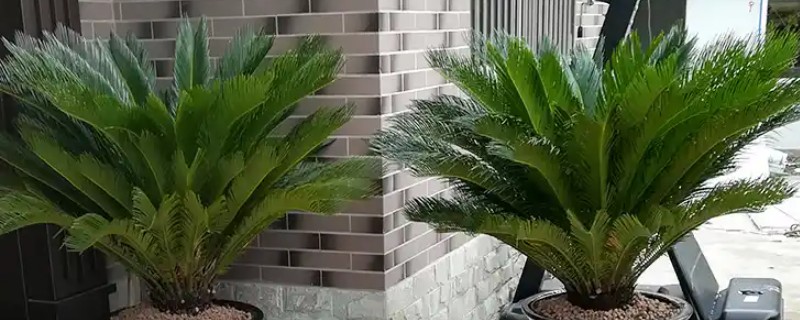 铁树冻伤有没有补救办法，有补救的办法