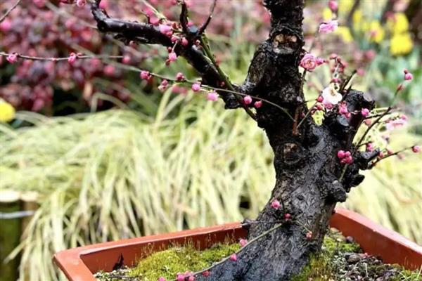梅花怕不怕冻，梅花不怕冻