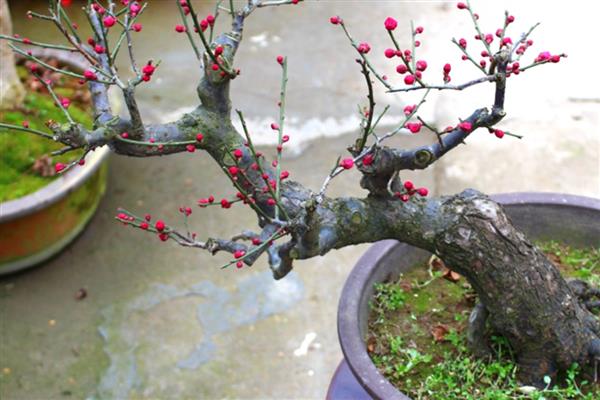 梅花怕不怕冻，梅花不怕冻
