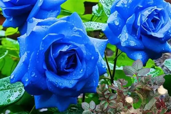 传奇红玫瑰的花语是什么，寓意激情、热烈的爱等
