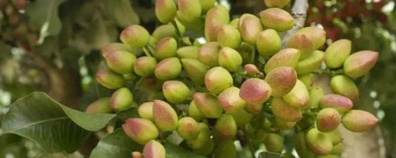 开心果是什么树的果实，是开心果树的种子