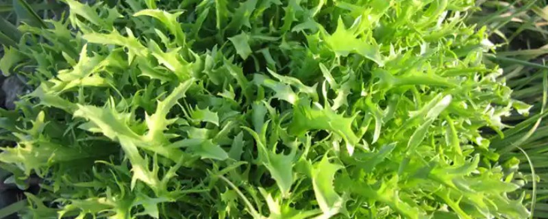 苦麦菜的简介，一般指苦苣菜