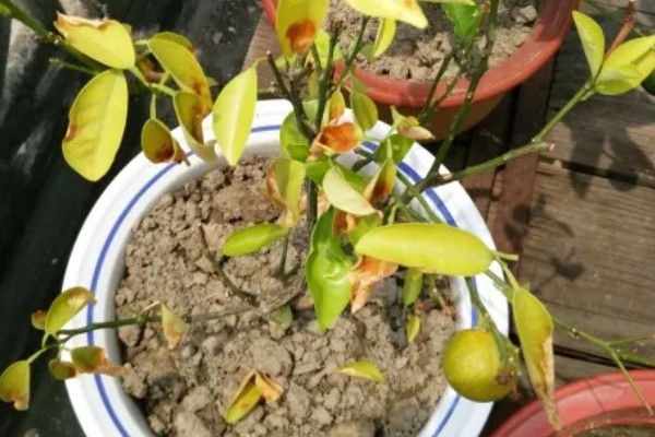 桔子树烂根如何处理，剪除烂根经过消毒后再换土重栽