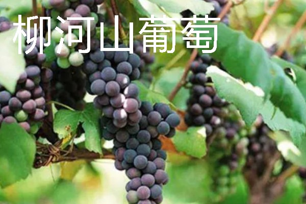 吉林通化的特产，黄米打糕有很高的知名度