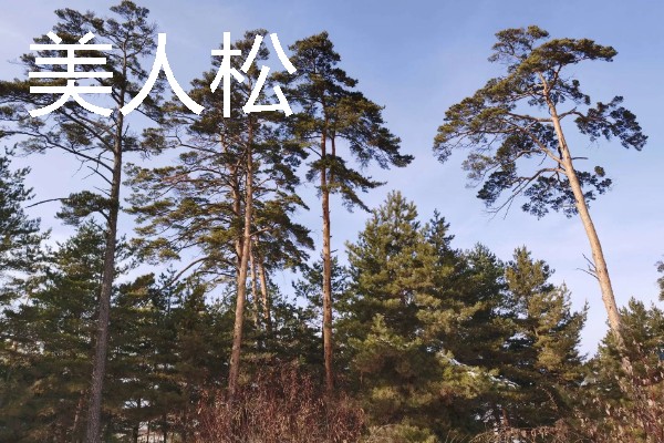 吉林通化的特产，黄米打糕有很高的知名度