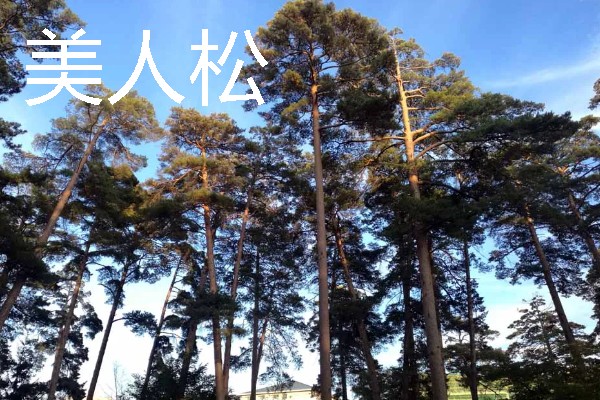 吉林通化的特产，黄米打糕有很高的知名度