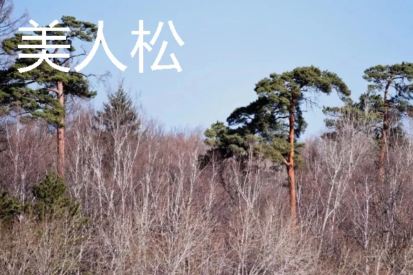吉林通化的特产，黄米打糕有很高的知名度