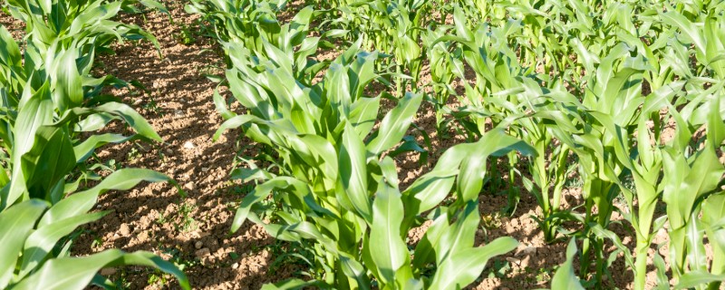 夏玉米的种植密度如何保障，播种每亩用种2-2.5公斤