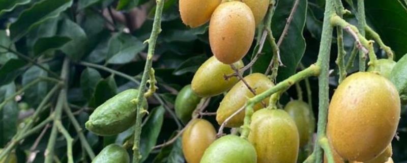 果树秋施基肥的好处，有利于花芽分化