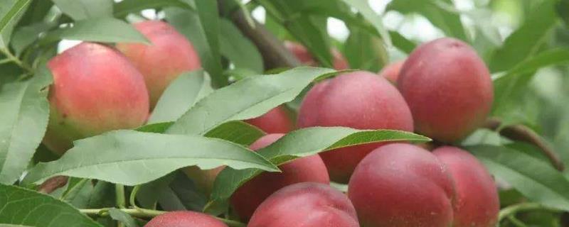 中油蟠七号桃品种的特征特性，单果重量可为220克