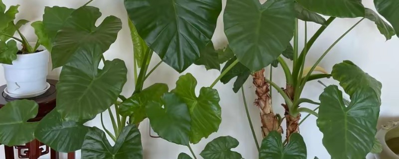 滴水观音能不能吸甲醛，甲醛、二氧化碳等有害气体均可吸收