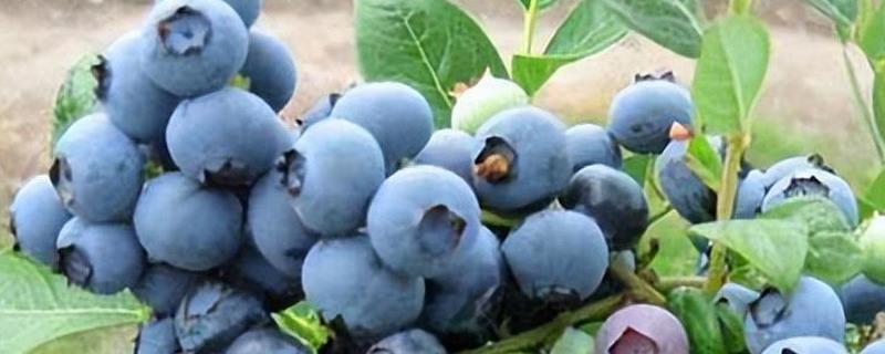 蓝莓灰霉病怎么防治，适时喷施有机钙肥和维生素C可增强抗病能力