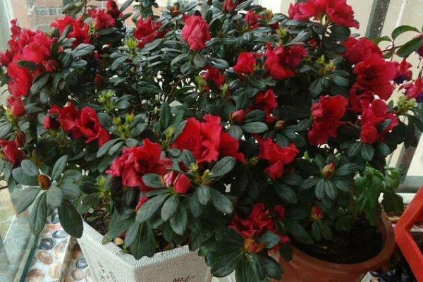 杜鹃花第二年还会不会开放，杜鹃花第二年会开