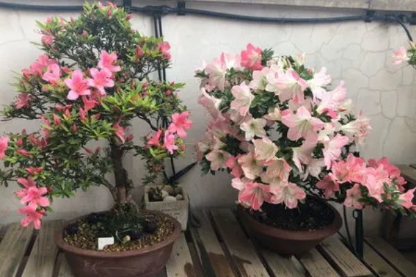 杜鹃花第二年还会不会开放，杜鹃花第二年会开