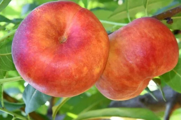 中油蟠七号桃品种的特征特性，单果重量可为220克