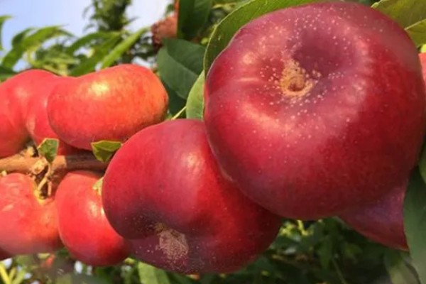 中油蟠七号桃品种的特征特性，单果重量可为220克